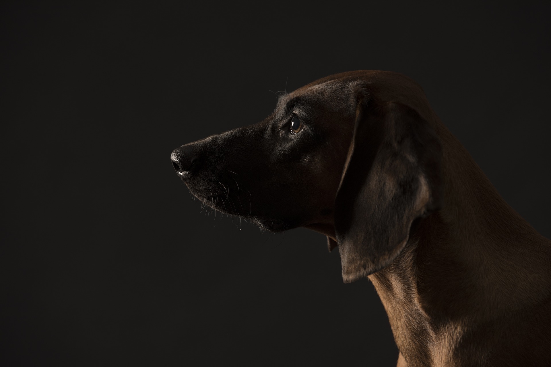 Posokowiec hanowerski jest psem rasy myśliwskiej, długie uszy pomagają mu złapać trop.